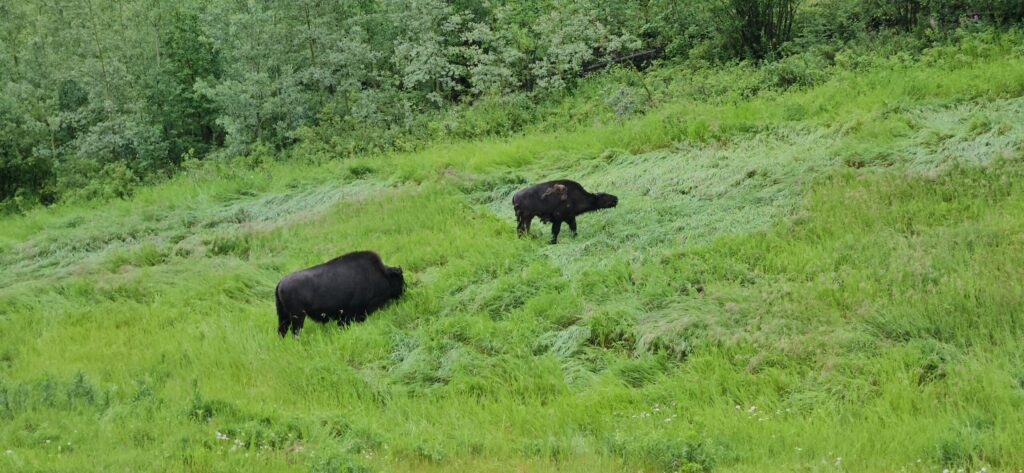 A picture of Canadian bison laying in wet grass